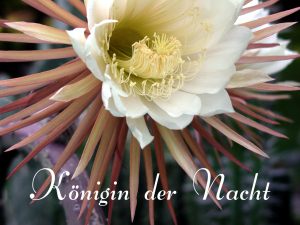 Königin der Nacht